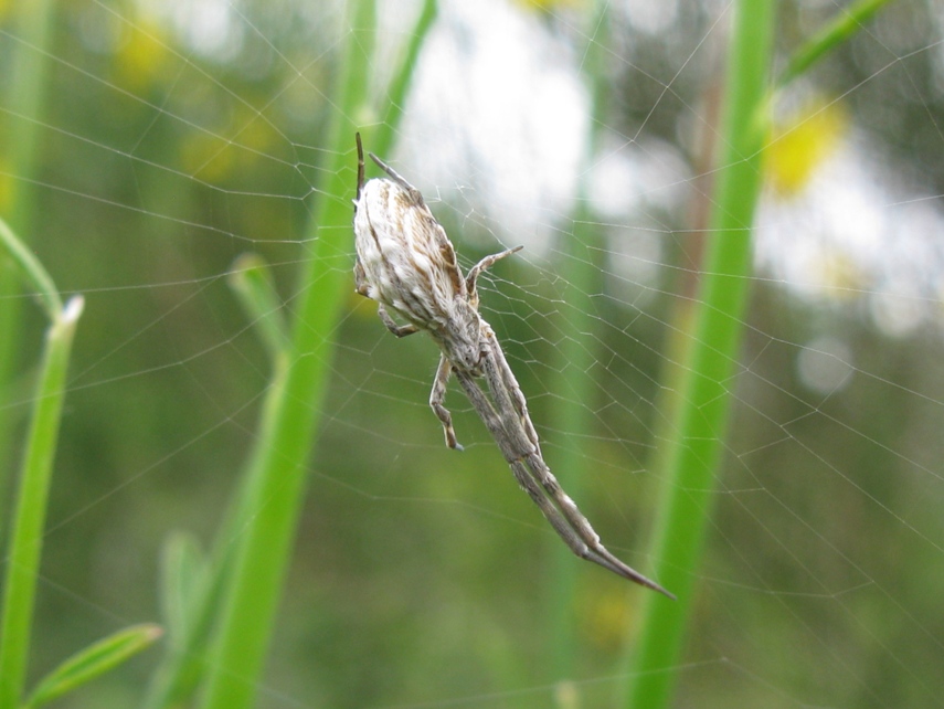 Uloborus walckenaerius